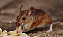 Find Exterminators in Aurora County